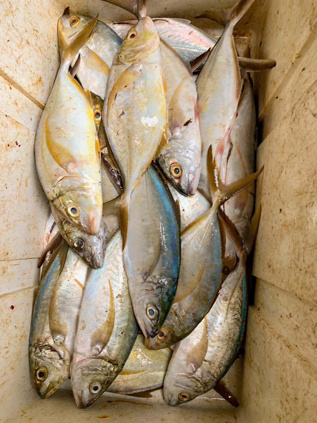 Cojinúa Fresca