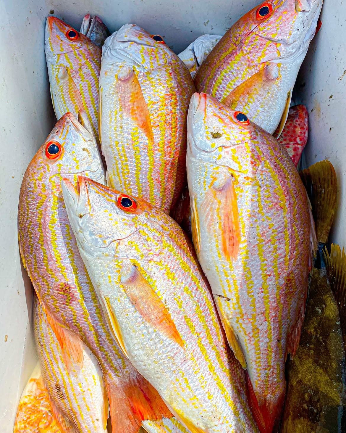 Red Snapper / Colirao Fresco disponible hoy en Vega Pescadería