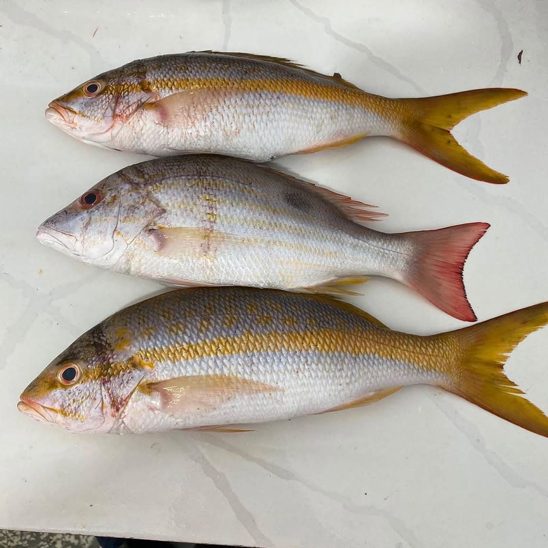 Colirubia de Servicio