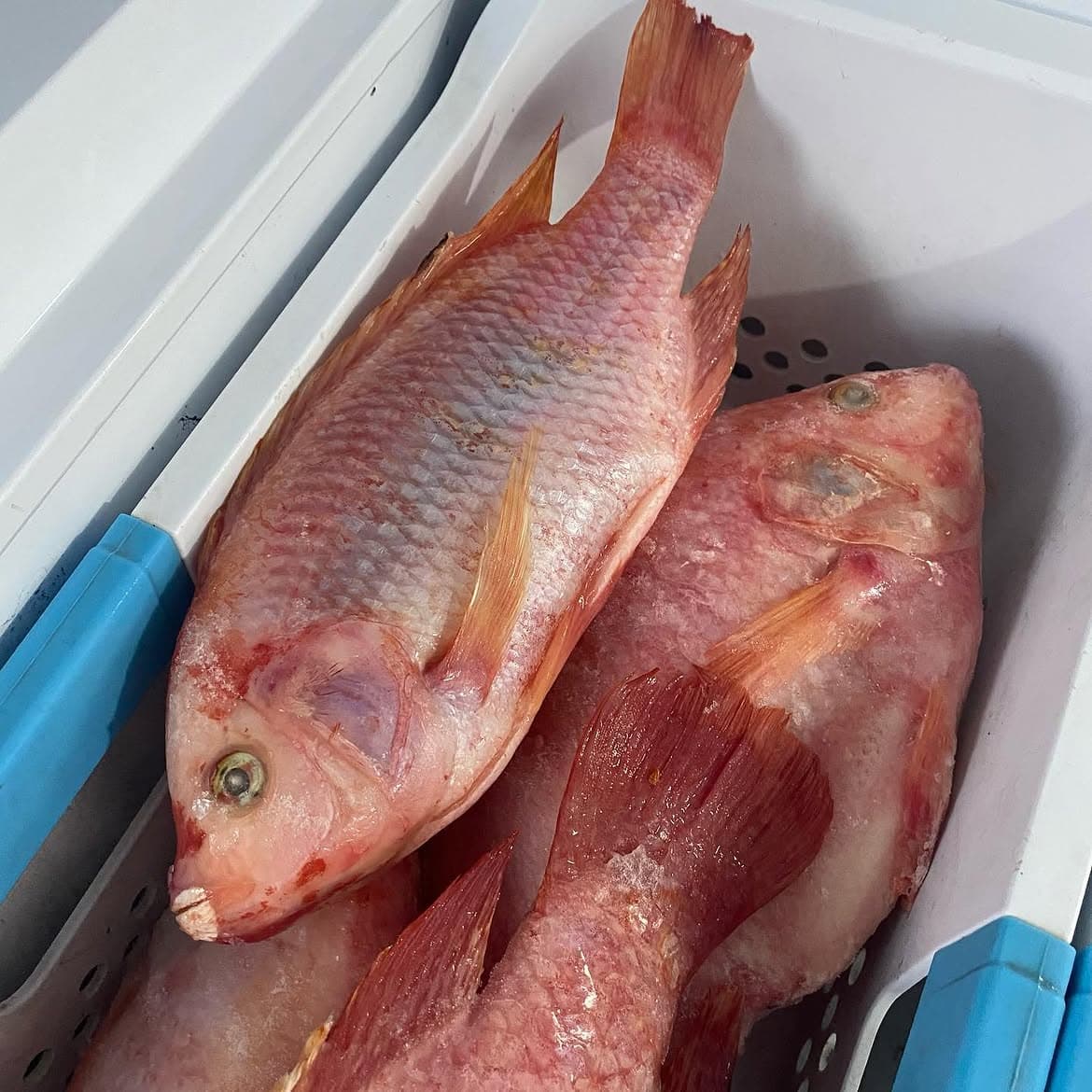 Tilapia Premium